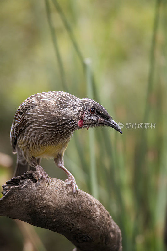 红Wattlebird (Anthochaera carunculata)